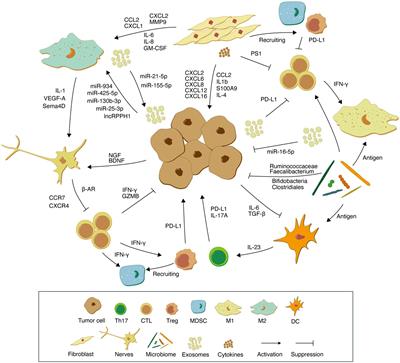 Non-immune Cell Components in the Gastrointestinal Tumor Microenvironment Influencing Tumor Immunotherapy